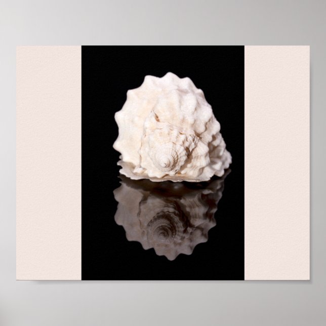 Arte Imprimible tropical de conchas blancas y negr (Frente)