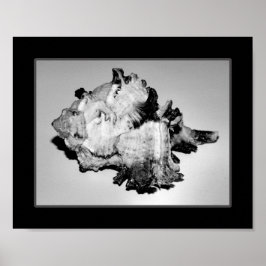 Arte Imprimible tropical de conchas blancas y negr