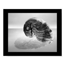 Arte Imprimible tropical de conchas blancas y negr