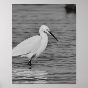 Arte Imprimible Tropical de Garza Negra y Blanca