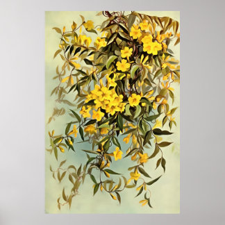Arte Jasmine de Carolina Carolina