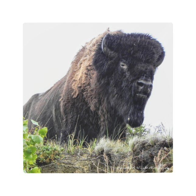 Arte metalizado de la pared del bisonte (Anverso)