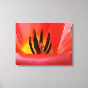 Arte moderno de tulipán rojo Floral Fine Art