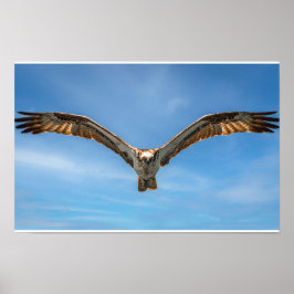 Arte mural águila pescadora en vuelo | Impresión a