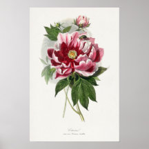 Arte mural botánico de época peony Rosa
