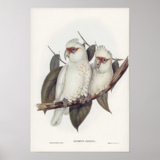 Arte mural de aves de cacatúa blanca de ilustracio