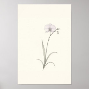 Arte mural de boceto botánico de orquídea minimali