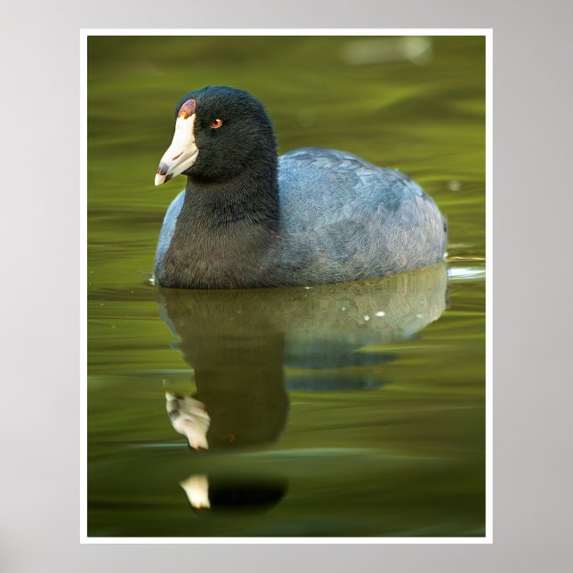 Arte mural de focha americana | Reflexión de ave a (Frente)