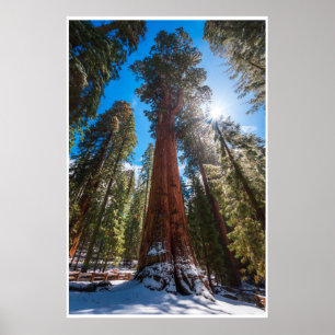 Arte mural de General Sherman Impresión de bosqu