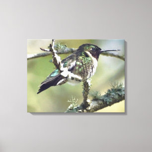 Arte mural de Hummingbird Canvas