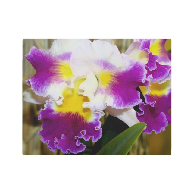 Arte mural de la orquídea blanca y amarilla (Anverso)