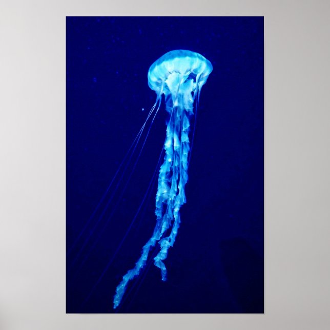 Arte mural de medusas impresión de póster (Frente)