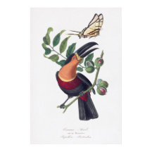 Arte mural de pájaro tucan de ilustracion vintage