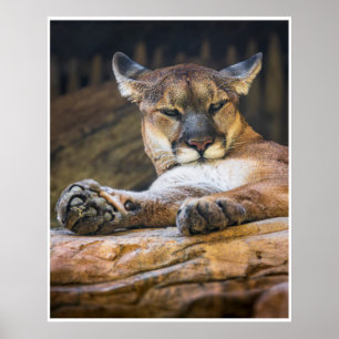 Arte mural de puma descansando Impresión de gato