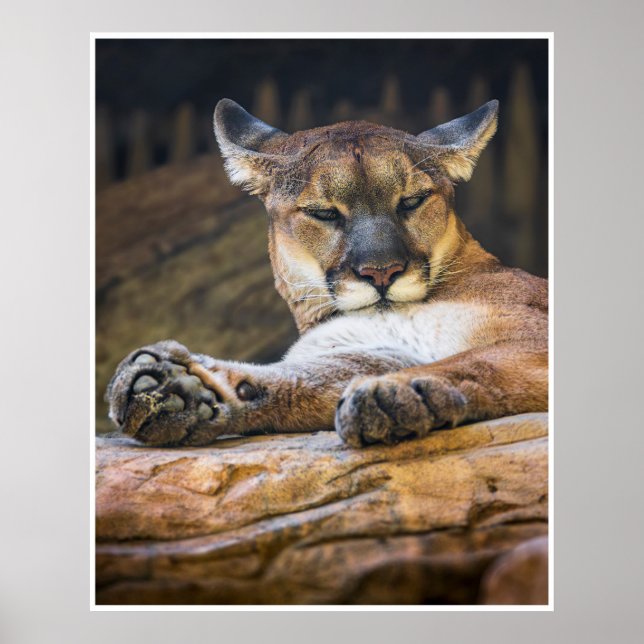 Arte mural de puma descansando | Impresión de gato (Frente)