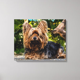 Arte mural de tela de Yorkshire Terrier Photo