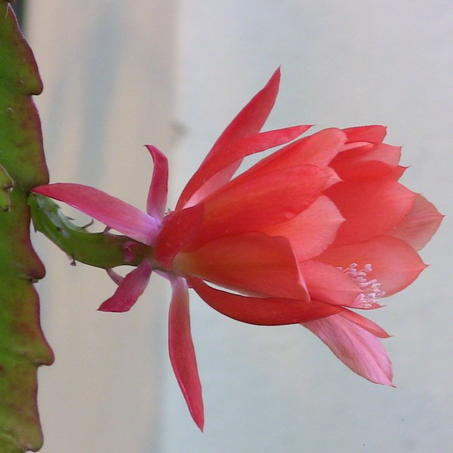 Arte mural metalizado (Subido por el creador)