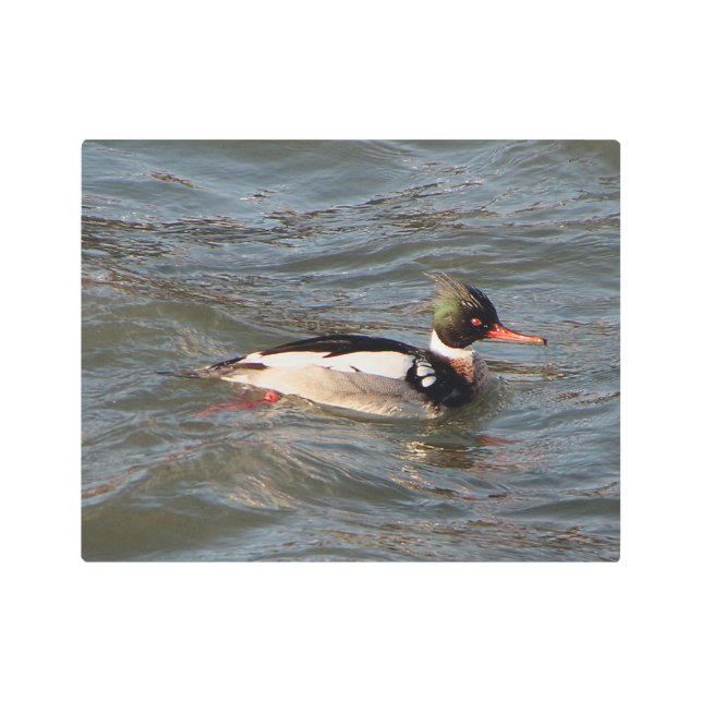 Arte mural metalizado de Merganser de la mama Roja (Anverso)