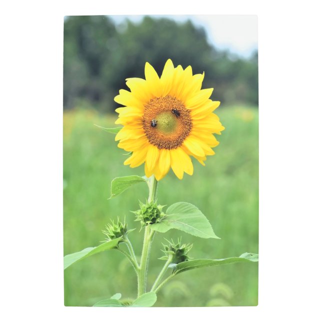 Arte mural Metalizado del girasol (Anverso)