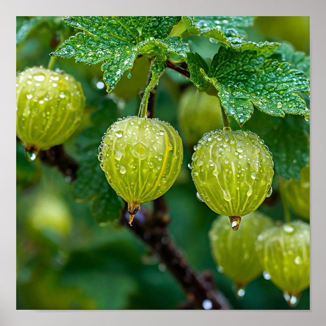 Arte natural de Gooseberry (Frente)