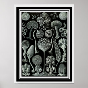 Arte natural "Esporas de hongos" Poster 12 x 16