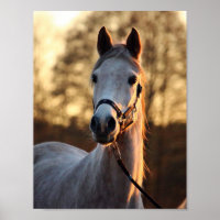 Arte para los amantes de los caballos - Retrato de