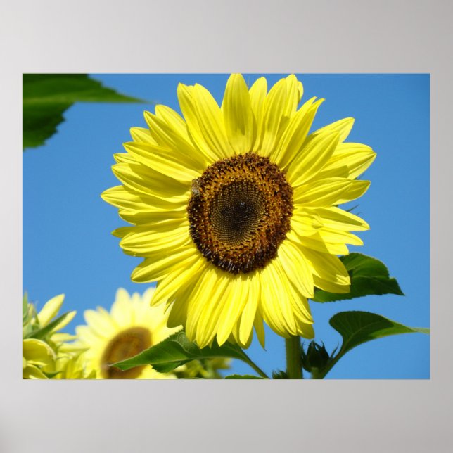 Arte Pared Art Sunflowers Art Impresiones Blue Sky (Frente)