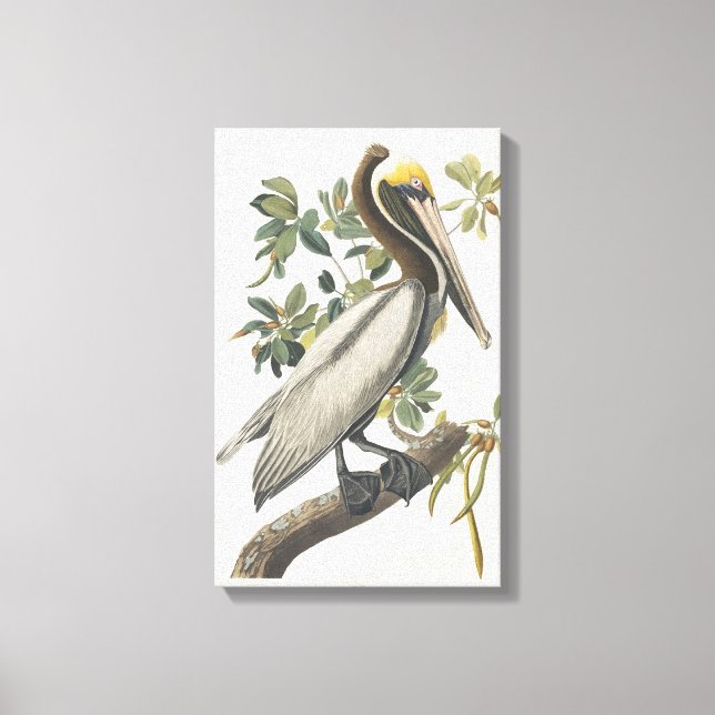 Arte Pelícano Audubon Brown (Anverso)