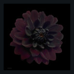 Arte pop floral moderno Dahlia negra flor en negro<br><div class="desc">Hermosa flor de dahlia morada de terciopelo más profunda en esta fresca y moderna huella de arte floral de una fotografía de Paul Stickland. Una flor gótica sobre el fondo de una plaza de arte pop negro. Me encantan las dahlias y creco mucho en nuestro jardín, hay algo muy especial...</div>