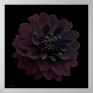 Arte pop floral moderno Dahlia negra flor en negro