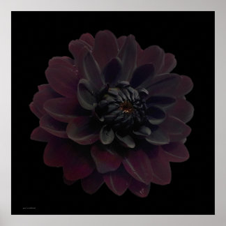 Arte pop floral moderno Dahlia negra flor en negro