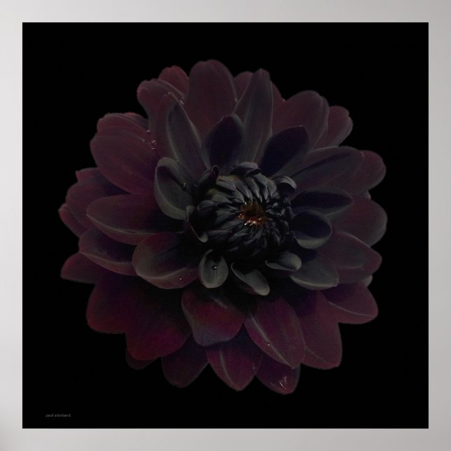 Arte pop floral moderno Dahlia negra flor en negro (Frente)