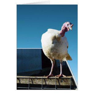 Arte Popout de Turquía,