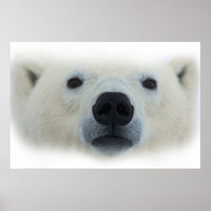 Arte único y chic de oso polar - Impresión de póst