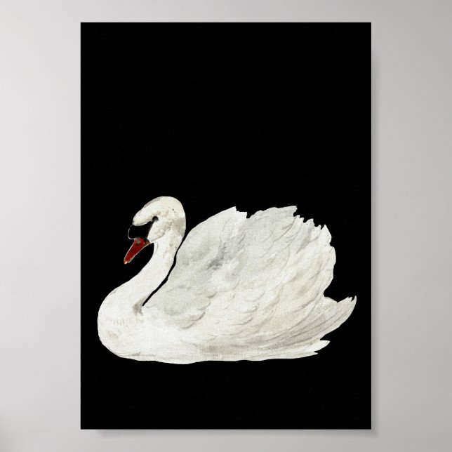 Arte vintage de cisne blanco (Frente)