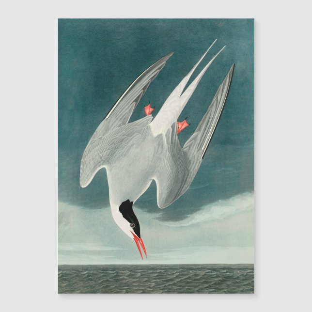 Arten ártico Audubon Pájaro Pintura de Vida Silves (Anverso)