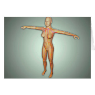 Arterias femeninas, venas, y sistema nervioso