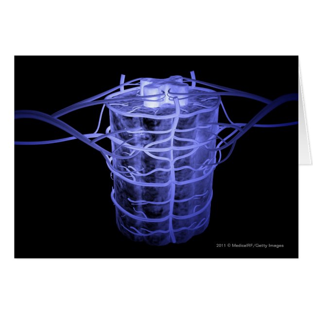 Arterias que rodean la parte de la columna espinal (Anverso (Horizontal))