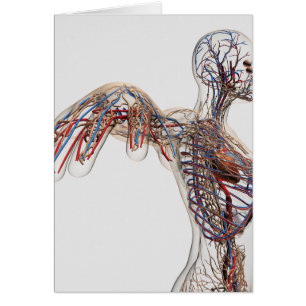 Arterias, Venas Y Sistema Linfático 2