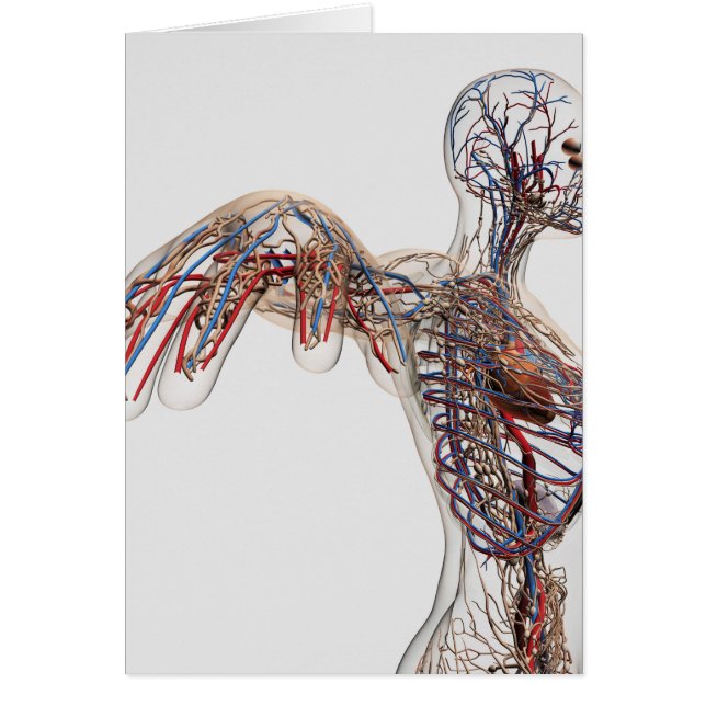 Arterias, Venas Y Sistema Linfático 2 (Frente)