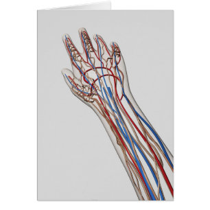 Arterias, Venas Y Sistema Linfático 3