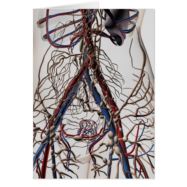 Arterias, Venas Y Sistema Linfático 4 (Frente)