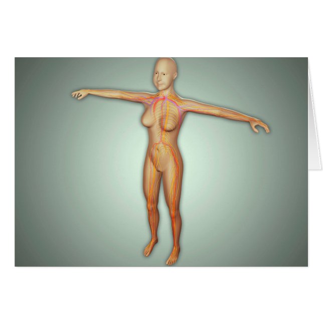 Arterias, venas y sistema nervioso femenino (Anverso (Horizontal))