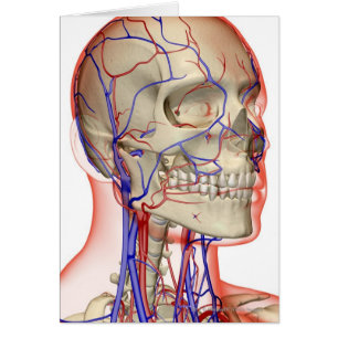 Arterias y venas en la cabeza y el cuello