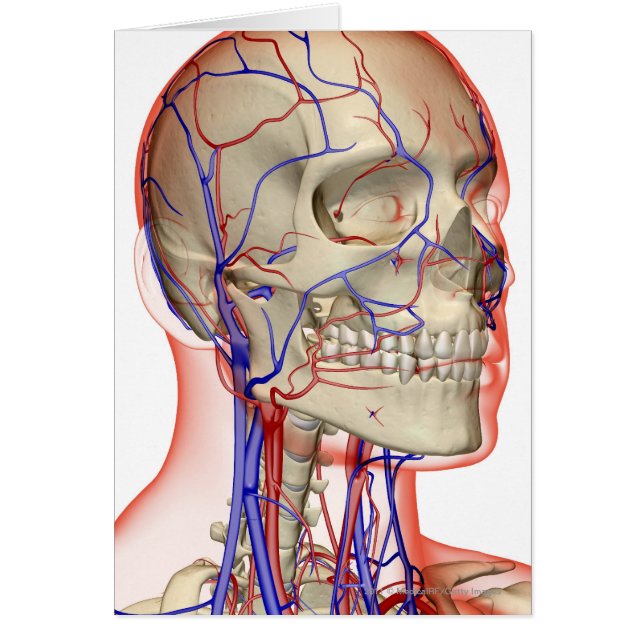 Arterias y venas en la cabeza y el cuello (Frente)