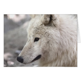 Artic Wolf Lovers