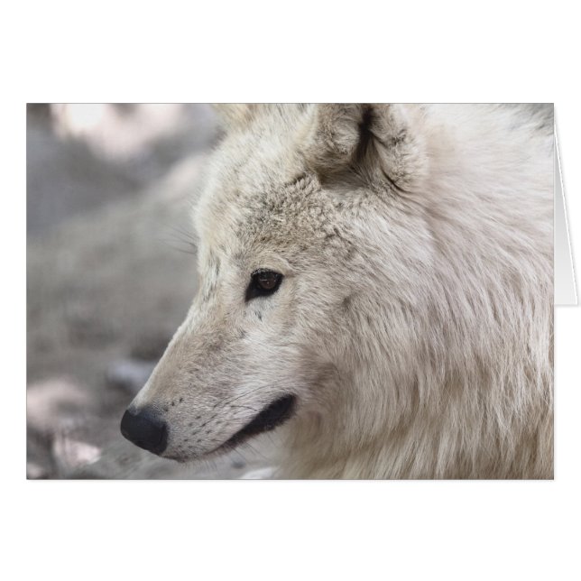 Artic Wolf Lovers (Anverso (Horizontal))