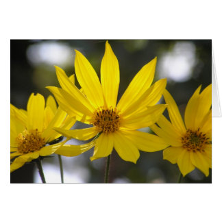 Artichoke de Jerusalén