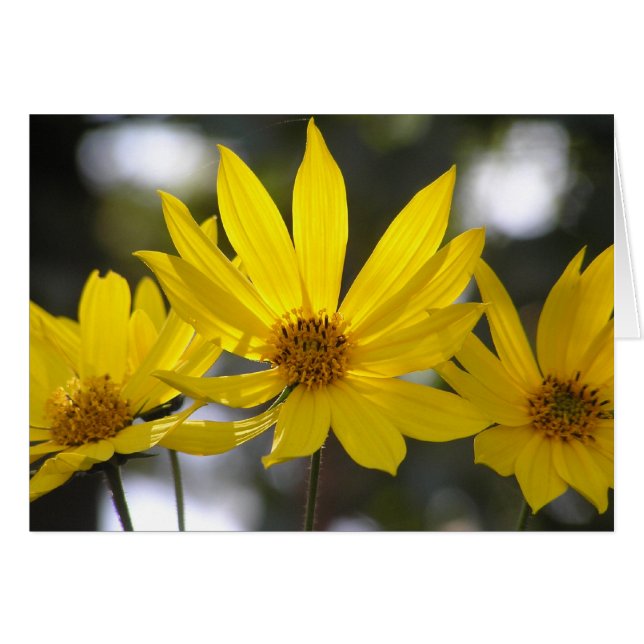 Artichoke de Jerusalén (Anverso (Horizontal))