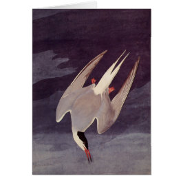 Ártico, por John James Audubon, pájaros de época
